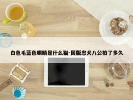 白色毛蓝色眼睛是什么猫-国版忠犬八公拍了多久