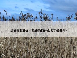 给宠物取什么（给宠物取什么名字最霸气）