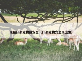 现在什么宠物最安全（什么宠物安全又卫生）