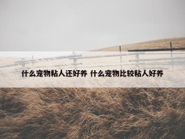 什么宠物粘人还好养 什么宠物比较粘人好养