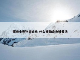 哪些小宠物能吃鱼 什么宠物吃鱼好养活