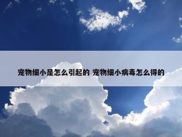 宠物细小是怎么引起的 宠物细小病毒怎么得的