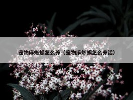 宠物麻蜥蜴怎么养（宠物麻蜥蜴怎么养活）