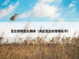 思念宠物怎么翻译（表达思念的宠物名字）