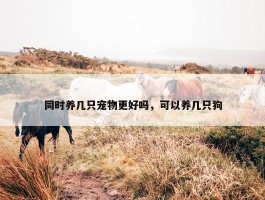 同时养几只宠物更好吗，可以养几只狗