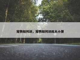 宠物如何训，宠物如何训练大小便