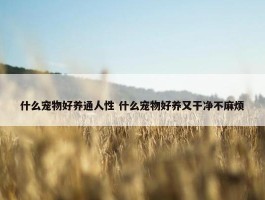 什么宠物好养通人性 什么宠物好养又干净不麻烦