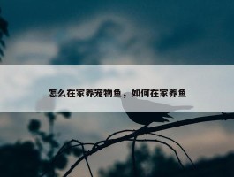 怎么在家养宠物鱼，如何在家养鱼