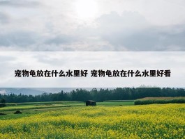 宠物龟放在什么水里好 宠物龟放在什么水里好看