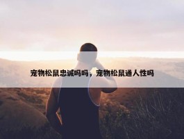 宠物松鼠忠诚吗吗，宠物松鼠通人性吗