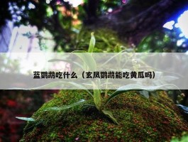 蓝鹦鹉吃什么（玄凤鹦鹉能吃黄瓜吗）