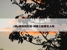 c级p级狗狗区别-狗晚上能看见人吗