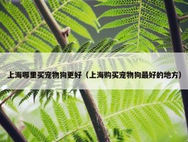 上海哪里买宠物狗更好（上海购买宠物狗最好的地方）