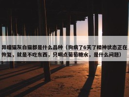 异瞳猫灰白猫都是什么品种（狗病了6天了精神状态正在恢复，就是不吃东西，只喝点葡萄糖水，是什么问题）