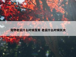 宠物老鼠什么时候发育 老鼠什么时候长大