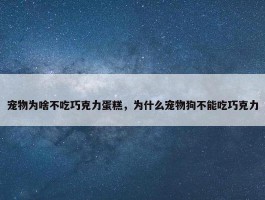 宠物为啥不吃巧克力蛋糕，为什么宠物狗不能吃巧克力