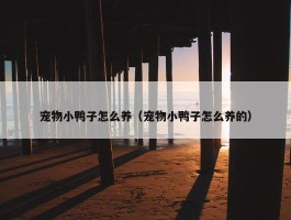 宠物小鸭子怎么养（宠物小鸭子怎么养的）