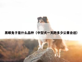 黑眼兔子是什么品种（中型犬一天跑多少公里合适）