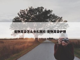 宠物耳朵怎么包扎图片 宠物耳朵护理