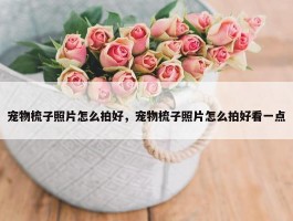 宠物梳子照片怎么拍好，宠物梳子照片怎么拍好看一点