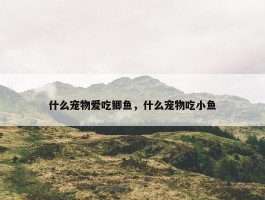 什么宠物爱吃鲫鱼，什么宠物吃小鱼