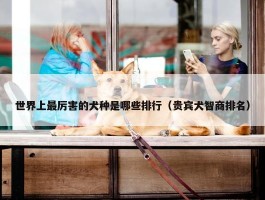 世界上最厉害的犬种是哪些排行（贵宾犬智商排名）