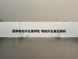 宠物龟吃什么鱼好吃 龟吃什么鱼比较好