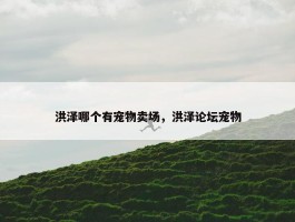 洪泽哪个有宠物卖场，洪泽论坛宠物