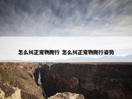 怎么纠正宠物爬行 怎么纠正宠物爬行姿势