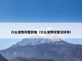 什么宠物可爱到爆（什么宠物可爱又好养）