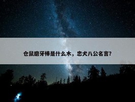 仓鼠磨牙棒是什么木，忠犬八公名言？