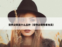 宠物企鹅是什么品种（宠物企鹅哪里有卖）