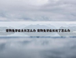 宠物兔牙齿太长怎么办 宠物兔牙齿长长了怎么办