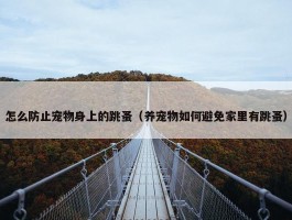 怎么防止宠物身上的跳蚤（养宠物如何避免家里有跳蚤）