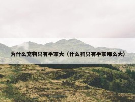 为什么宠物只有手掌大（什么狗只有手掌那么大）