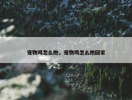 宠物鸡怎么抱，宠物鸡怎么抱回家