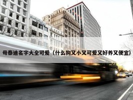 母泰迪名字大全可爱（什么狗又小又可爱又好养又便宜）