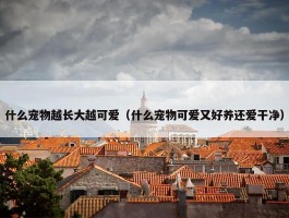 什么宠物越长大越可爱（什么宠物可爱又好养还爱干净）