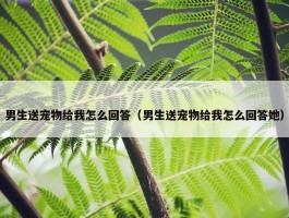 男生送宠物给我怎么回答（男生送宠物给我怎么回答她）