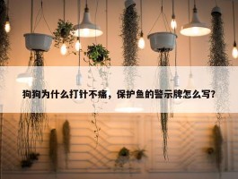 狗狗为什么打针不痛，保护鱼的警示牌怎么写？