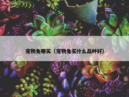 宠物兔哪买（宠物兔买什么品种好）