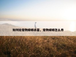 如何给宠物蟑螂杀菌，宠物蟑螂怎么养