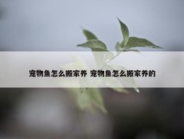 宠物鱼怎么搬家养 宠物鱼怎么搬家养的