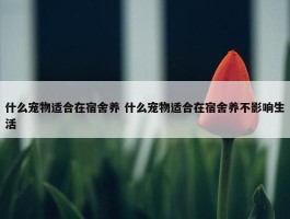 什么宠物适合在宿舍养 什么宠物适合在宿舍养不影响生活