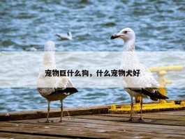 宠物巨什么狗，什么宠物犬好