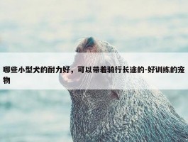 哪些小型犬的耐力好，可以带着骑行长途的-好训练的宠物