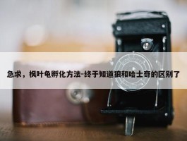 急求，枫叶龟孵化方法-终于知道狼和哈士奇的区别了