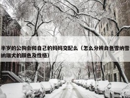 半岁的公狗会和自己的妈妈交配么（怎么分辨白色雪纳雪纳瑞犬的颜色及性格）