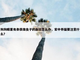 狗狗眼里有条很像虫子的血丝怎么办，家中养猫要注意什么？