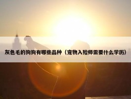 灰色毛的狗狗有哪些品种（宠物入殓师需要什么学历）